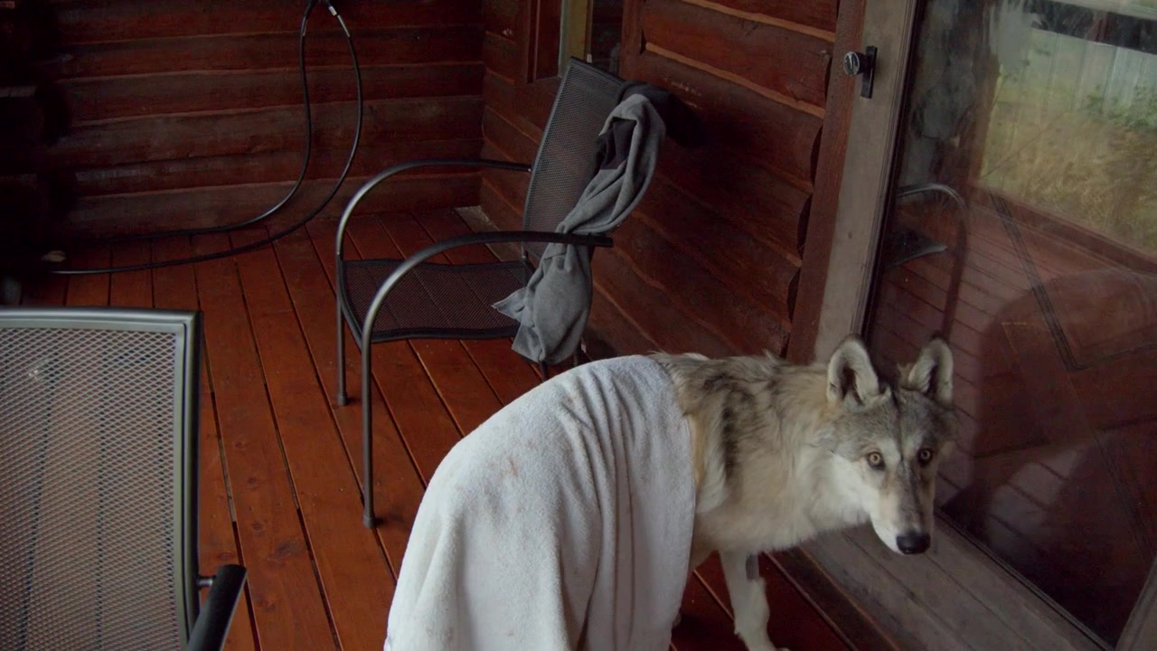 A grey wolf named Koa.