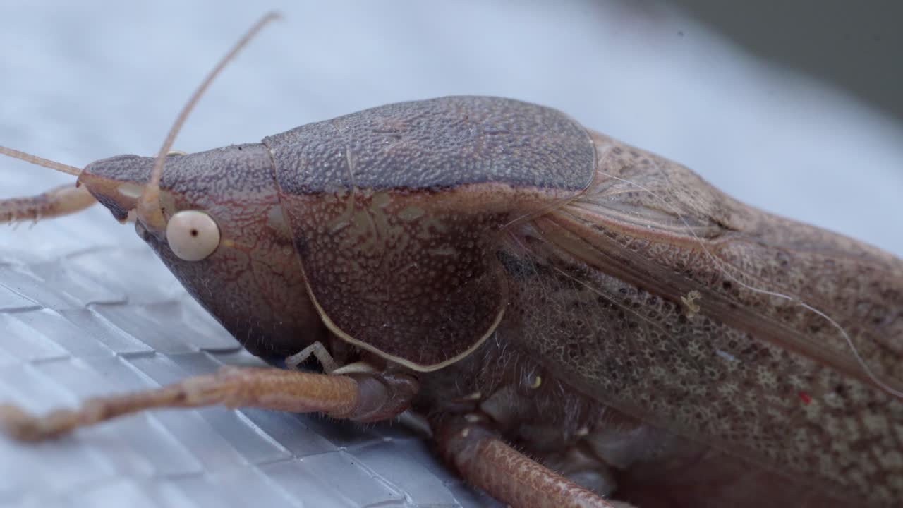 A brown insect in macro view as the camera zooms out, revealing detail of wings and body texture under natural light