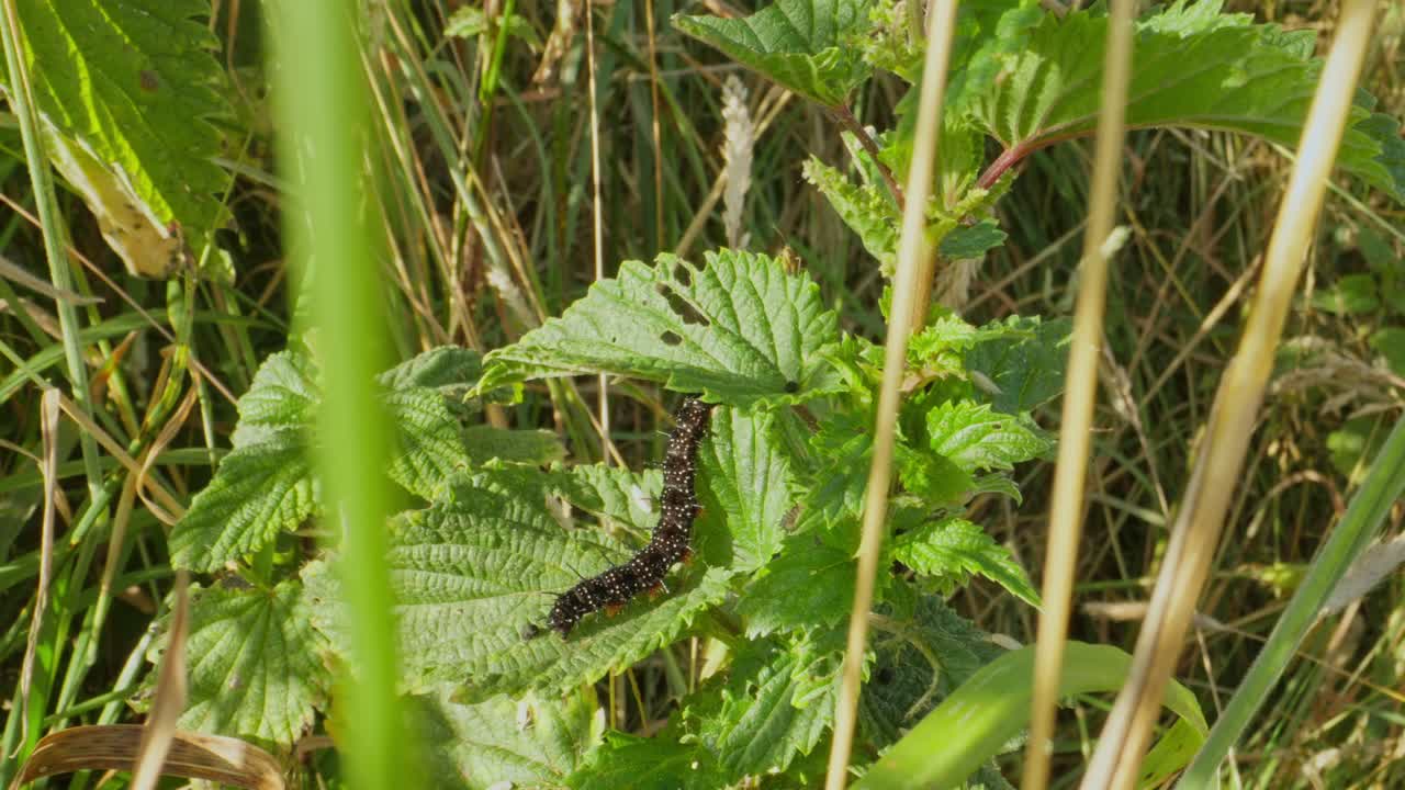 Caterpillar seen from above feeding among tall grass and green leafy plants
