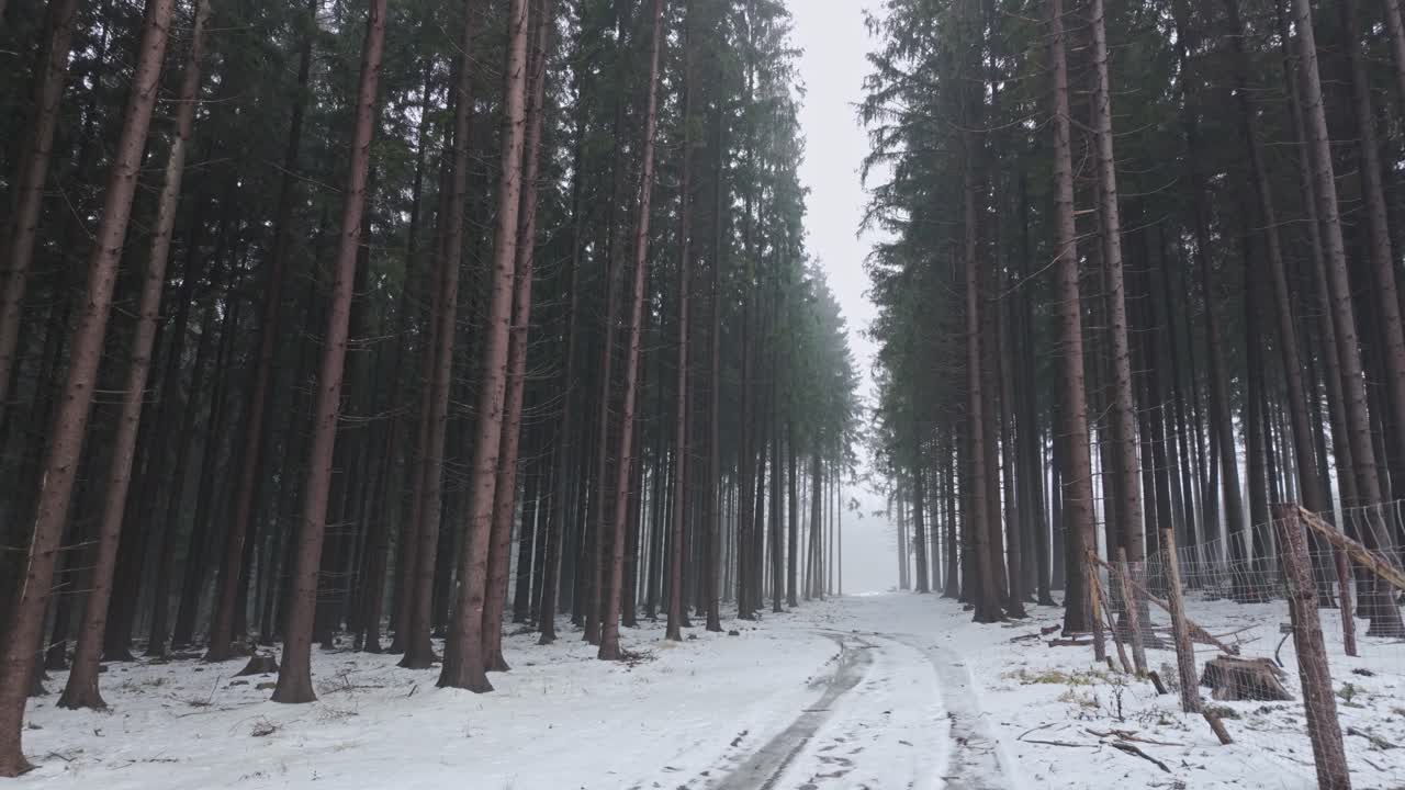 High forest covered with snow. Walking along the path among the trees on a cold winter day. Beautiful natural scenery