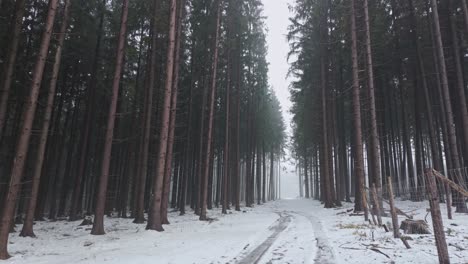 high forest covered with snow. walking along the path among the trees on a cold winter day. beautiful natural scenery