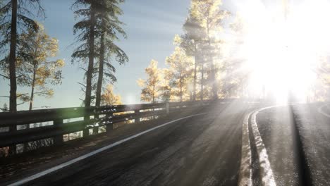 camino en el bosque
