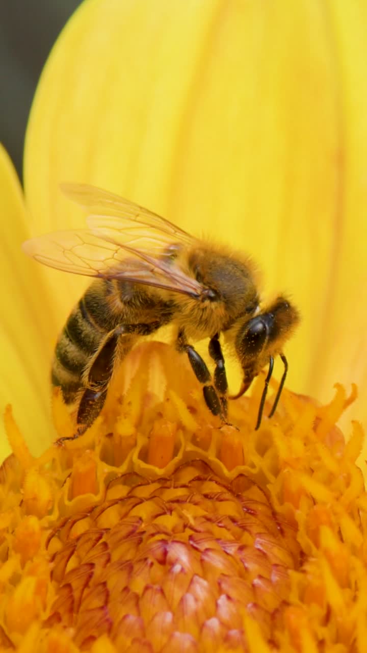 Tampilan sangat dekat seekor lebah madu yang mengumpulkan serbuk sari di kelopak bunga dahlia kuning cerah.