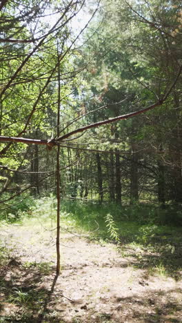 forest path on a sunny day