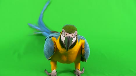 full body close-up of a blue yellow macaw parrot standing, looking at camera on a green screen background