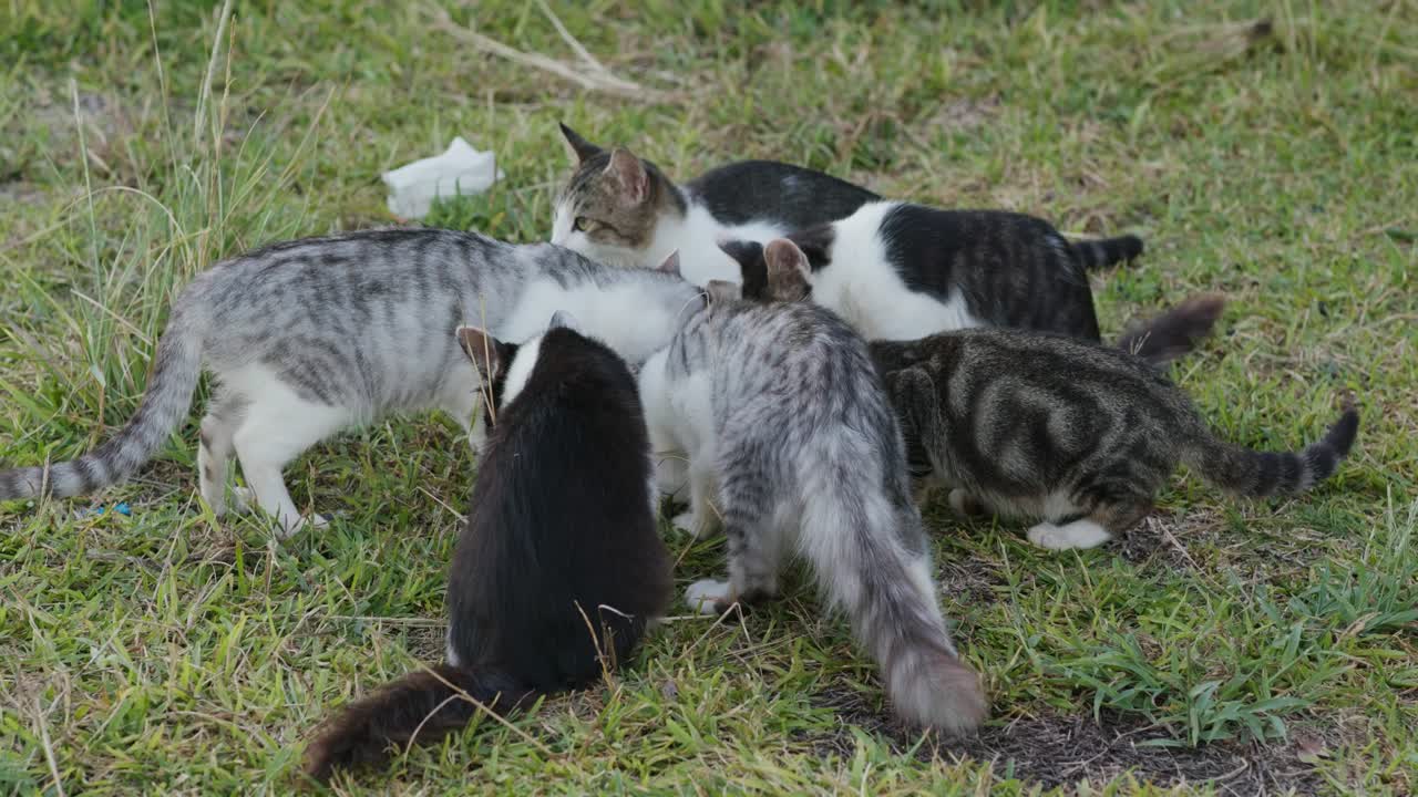 공원 에 있는 거리 고양이 들