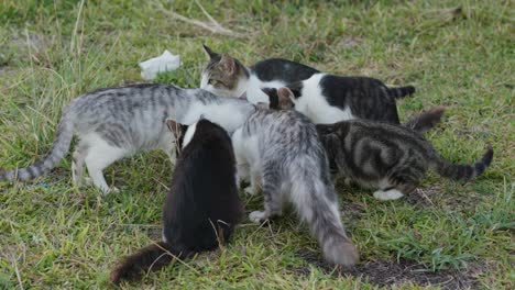 Straßenkatzen-Im-Park