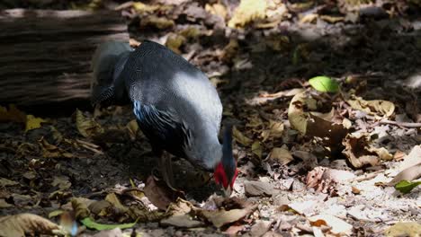 seen feeding on the forest ground while a spotted dove is seen at the back foraging, kalij pheasant lophura leucomelanos, thailand