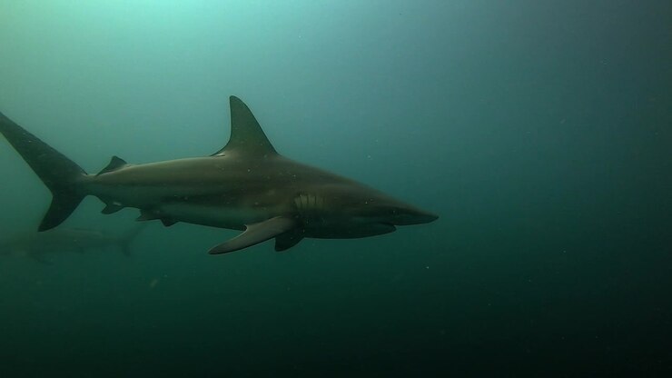 Underwater Close-Up of a Oceanic Blacktip Shark in Slow Motion