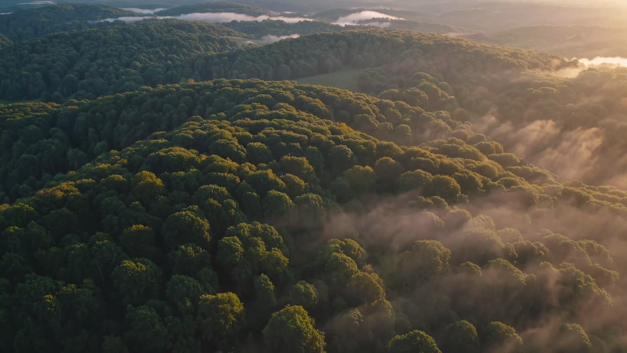 Dronevideo viser et frodigt skovlandskab ved solopgang, med tåge der snor sig gennem træerne