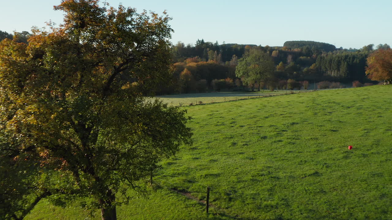 Arbre vert luxuriant au milieu de la prairie par une journée ensoleillée à Sommerain, Belgique