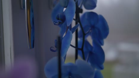 안개 낀 가을날 아파트 창문 옆에 있는 분홍색과 보라색 난초 꽃