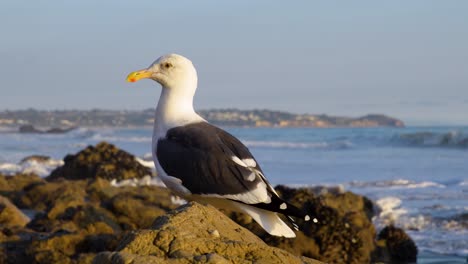 pájaro sentado en una roca en la playa en cámara lenta