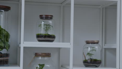 floral workshop with tiny ecosystems in the terrarium - shelves with ready-made jars - trucking shot right