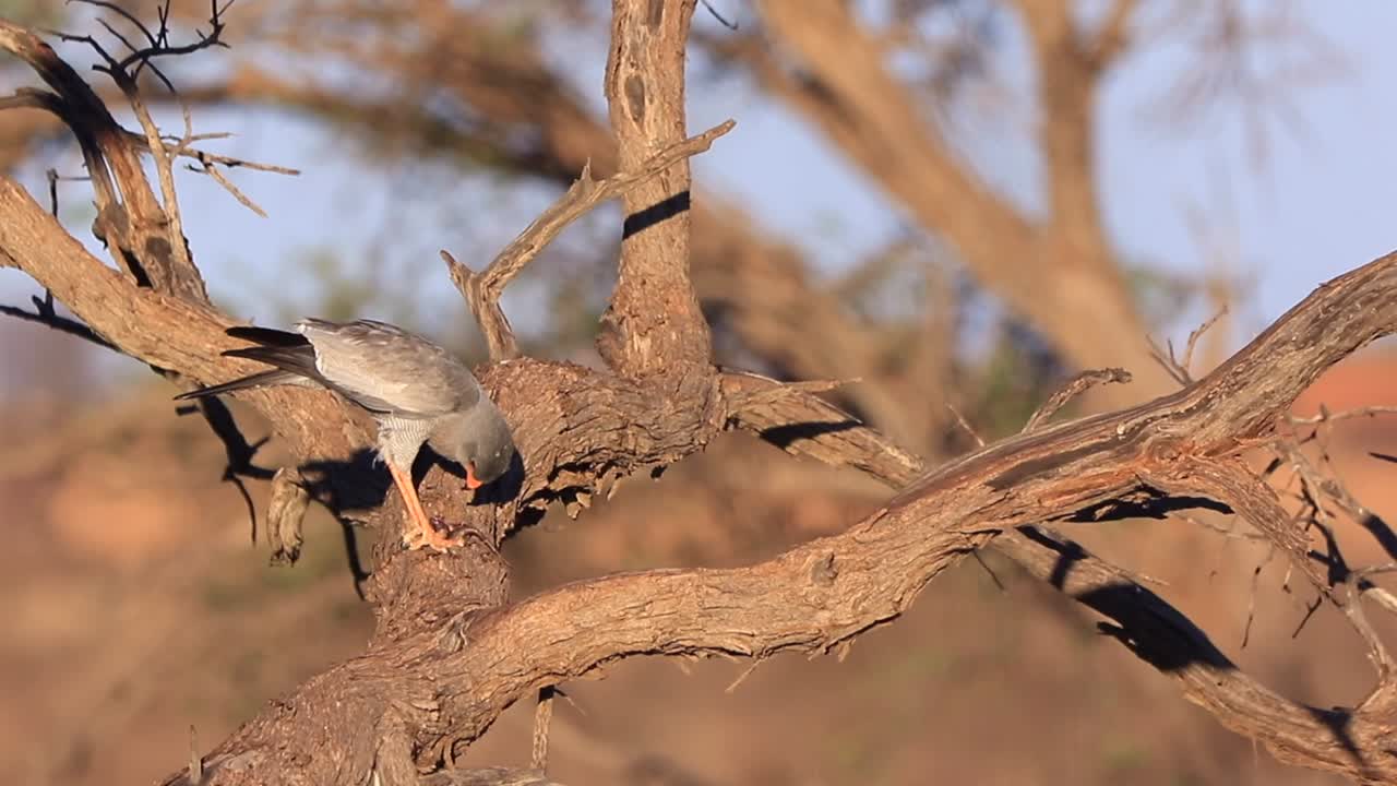 azor canto pálido posado en rama seca come lagarto en kalahari