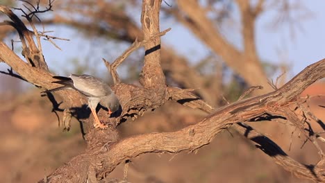 pale chanting goshawk perched on dry branch eats lizzard in kalahari