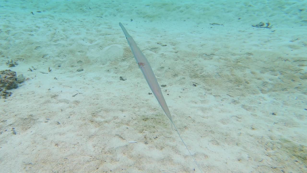 Underwater View of a Needlefish Swimming Over Sandy Seabed