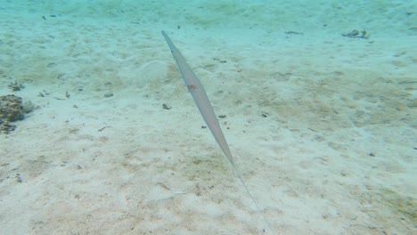 underwater view of a needlefish swimming over sandy seabed