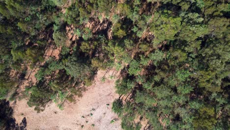 Ortogonal-view-of-forestry-landscape,-rural-Galicia-in-concello-de-Teo,-drone-footage-in-4k-with-DJI-Mini-2