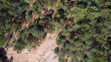ortogonal view of forestry landscape, rural galicia in concello de teo, drone footage in 4k with dji mini 2