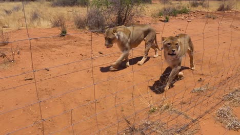 Wütende-Und-Aggressive-Löwen-Sind-Wenig-Rohes-Fleisch-In-Einem-Wildpark-In-Afrika-1