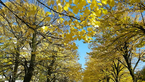 beautiful fall foliage yellow leaves falling from rows of trees lining a leaf-covered road