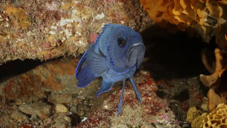 Pez-Diablo-Azul-Del-Sur-Paraplesiops-Meleagris-Endémico-Sur-De-Australia-4k-Cámara-Lenta