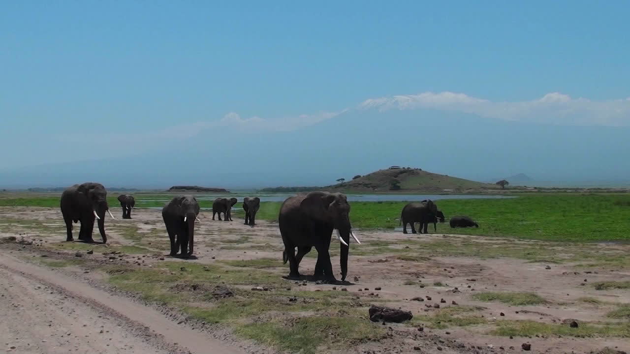 킬리만자로 산을 배경으로 코끼리 떼가 접근한다.