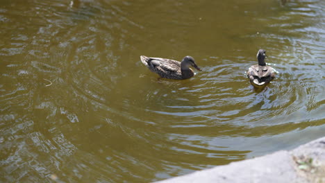 wild ducks swimming in clear pond water in a garden