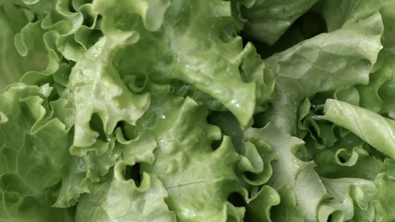 Fresh lettuce in drops of water. Shot on super slow motion camera 1000 fps