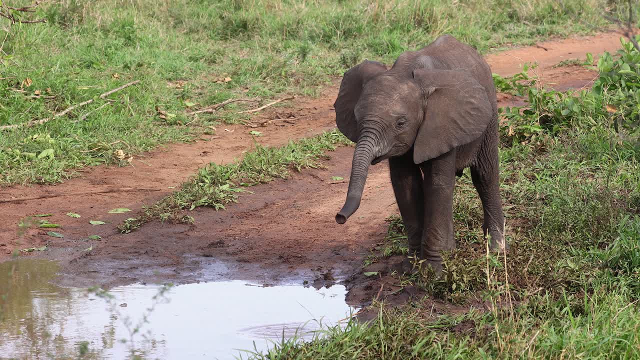 Baby elephant plays with stick by mud puddle in African dirt road