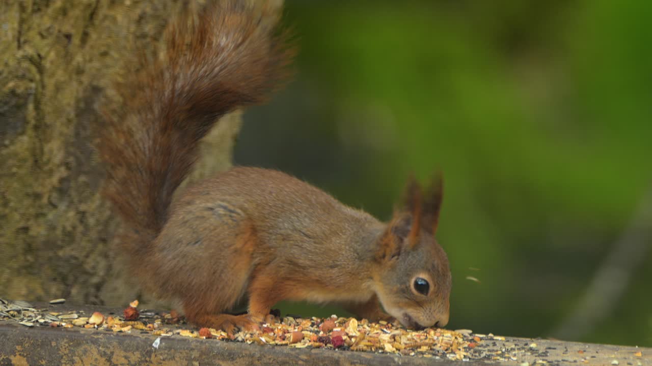 Handheld closeup of Eurasian red squirrel sitting on a wooden railing while eating mixed bird seed