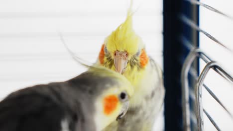 two male cockatiel parrots perched in cage