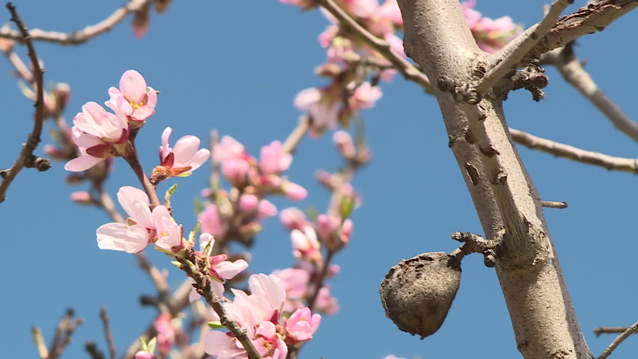 Almond Tree Blossoms with Fruit