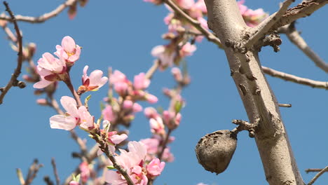 almond tree blossoms with fruit