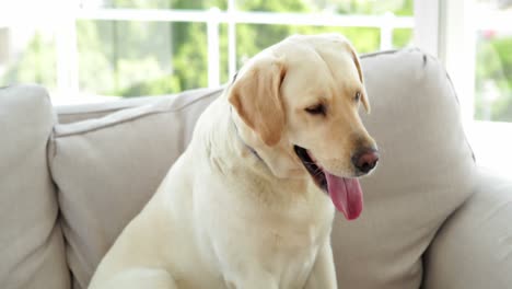 un lindo perro labrador sentado en el sofá