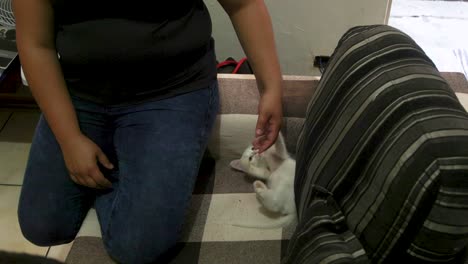 a person plays with white kitten on her living room's couch