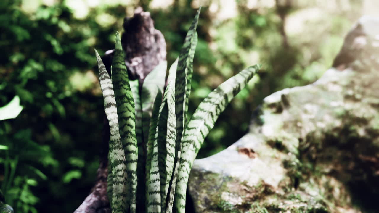 태양 광선에 의해 강조 된 잎 숲에서 안개 봄 아침
