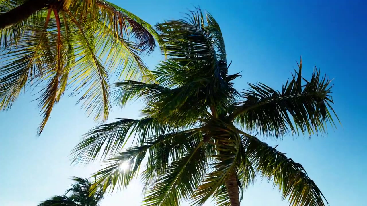 Tall coconut palms lean over the camera against a deep blue tropical sky on a bright sunny day on the coast of Sri Lanka. Not a single cloud crosses the sky.