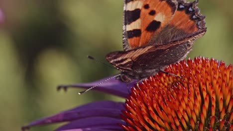 indian red admiral sucking purple coneflower nectar in the garden - macro