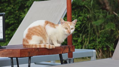 orange and white cat on a wooden railing