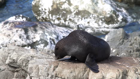 new zealand fur seal soaking up the sun