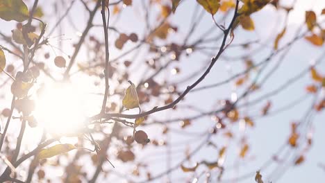 sun shines through tree branches and wind swings leaves