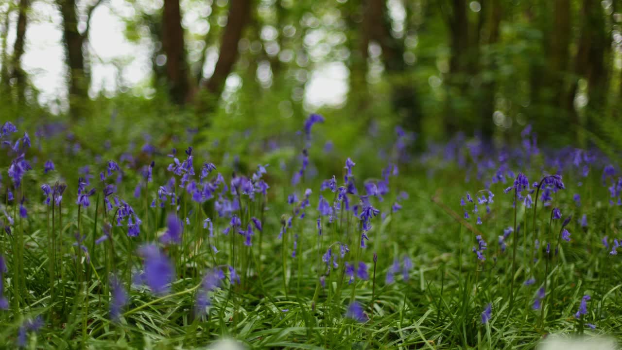 Bluebells in a Forest