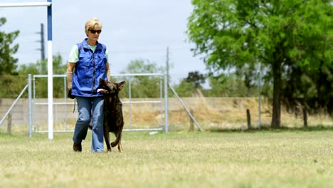 shepherd dog walking with his owner in the field 4k