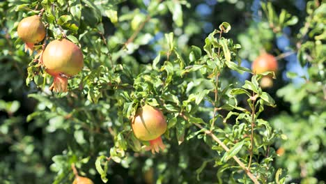 Fresh-pomegranate-fruits-on-branch-of-pomegranate-tree