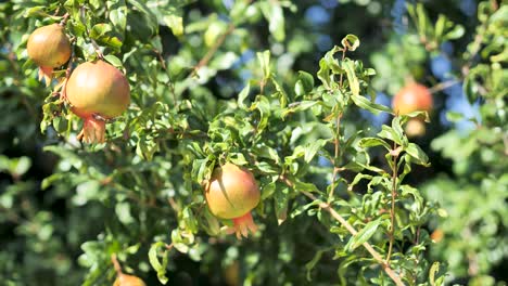 Fresh pomegranate fruits on branch of pomegranate tree