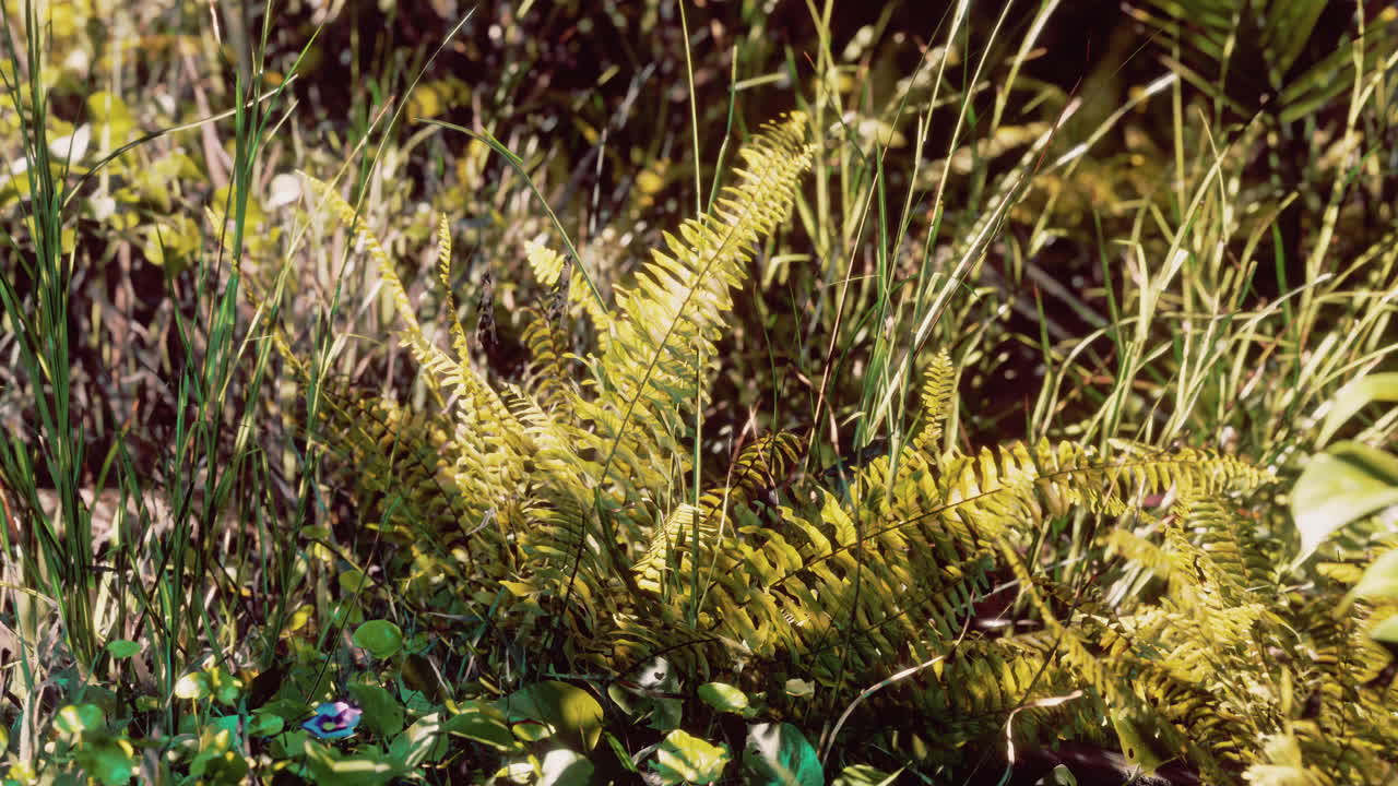 el sol brillando en el bosque tropical