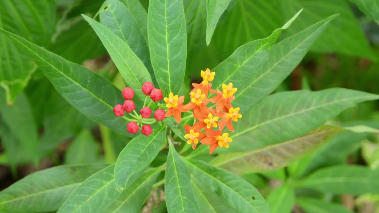Primo piano di fiori Asclepias curassavica arancioni e rossi che sbocciano tra foglie verdi lussureggianti alla luce naturale del giorno.
