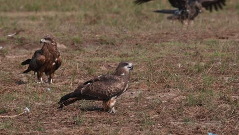 two individuals facing to the right as another lands and others fly, black-eared kite milvus lineatus pak pli, nakhon nayok, thailand